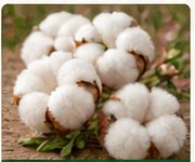 Cotton bolls