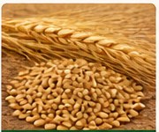 Wheat grains